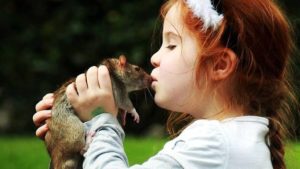 Симптоматика мышиной лихорадки у детей Симптоматика мышиной лихорадки у детей